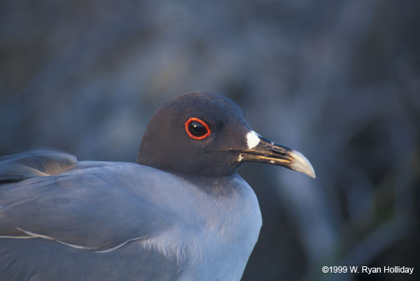 Swallow-Tail Gull