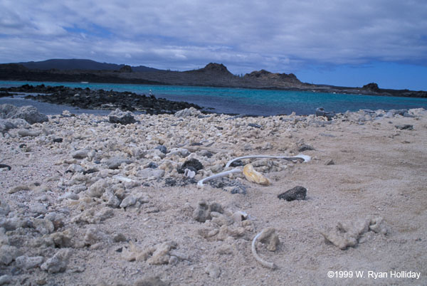 Sea Lion Bones