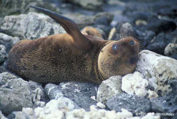 Sea Lion