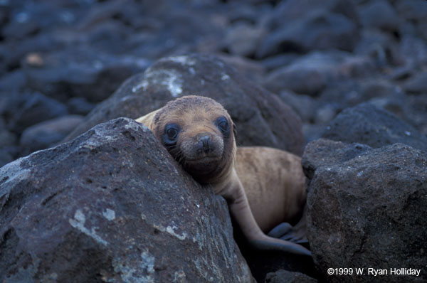 Sea Lion