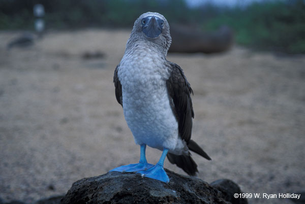 Blue-Footed Boobie