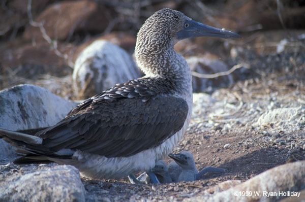 Blue-Footed Boobie