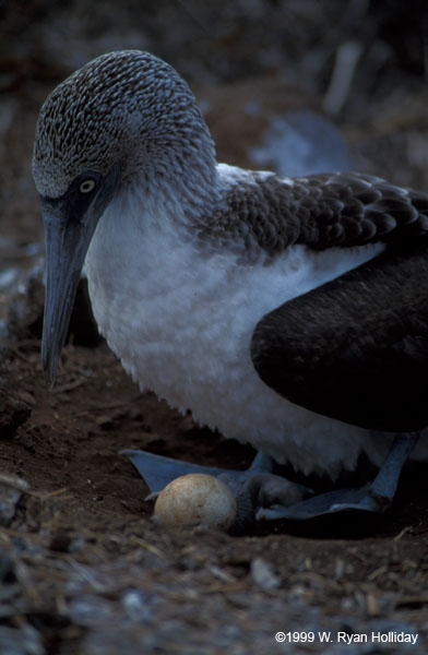 Blue-Footed Boobie