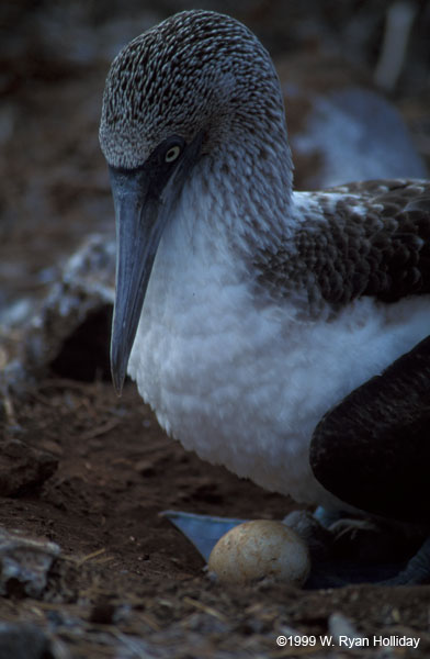 Blue-Footed Boobie