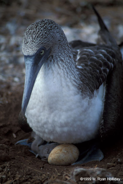 Blue-Footed Boobie