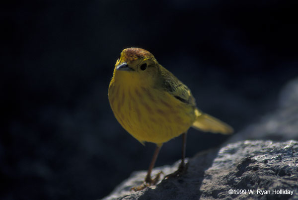 Yellow Warbler