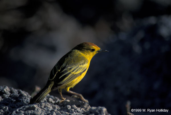 Yellow Warbler