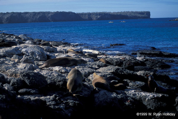 Sea Lions