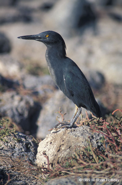 Lava Heron