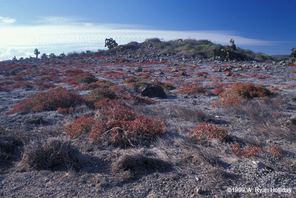 South Plaza Landscape