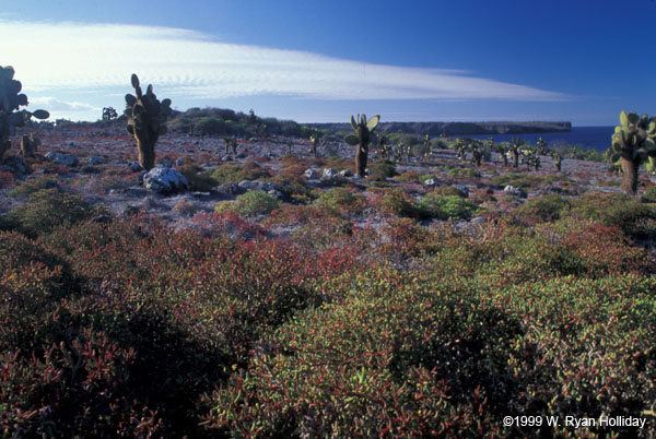 South Plaza Landscape