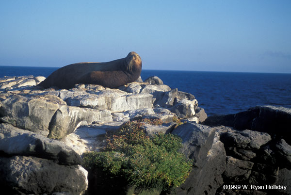 Sea Lion