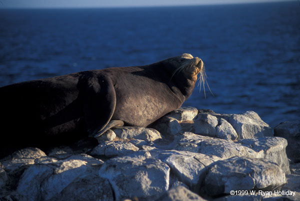 Sea Lion