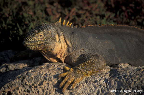 Land Iguana