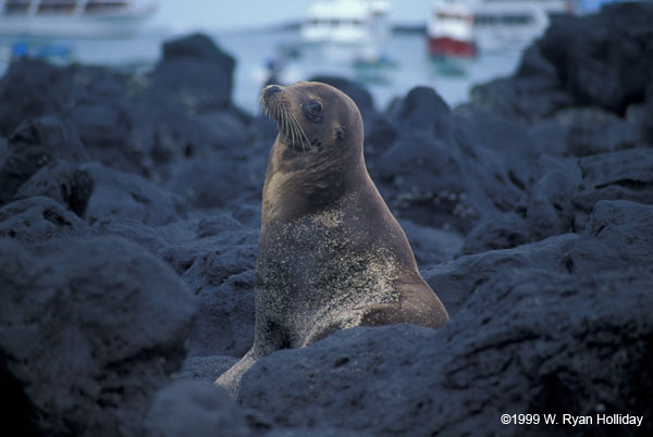 Sea Lion