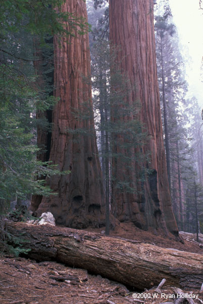 Giant Sequoias