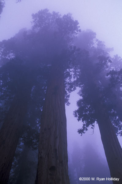 Giant Sequoias in Fog