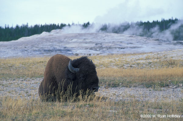 Buffalo near Old Faithful