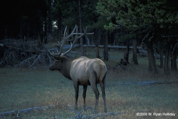 Bull Elk