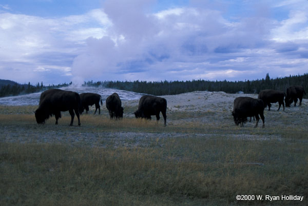 Buffalo near Old Faithful