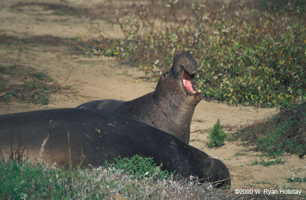 Elephant Seals