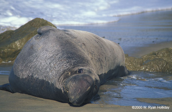 Elephant Seal