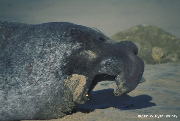 Elephant Seal