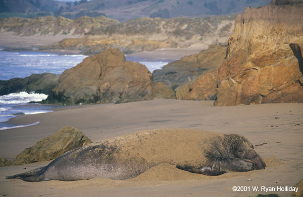 Elephant Seal