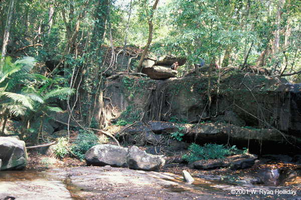 Angkor Jungle