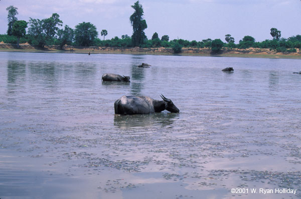 Water buffalo near Angkor Wat