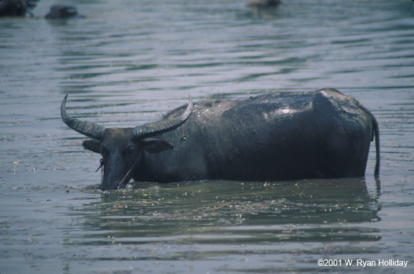 Water buffalo near Angkor Wat