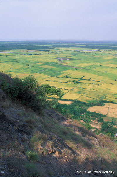 Rice paddies near Phnom Krom