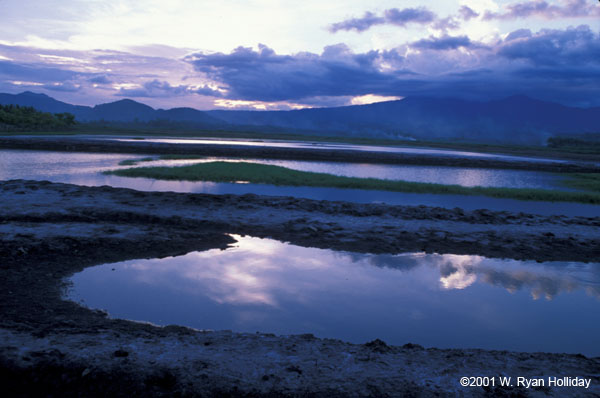 Sunset and Rice Paddies