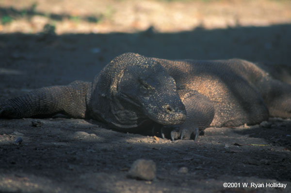 Komodo Dragon