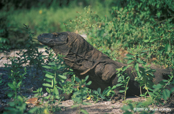 Komodo Dragon