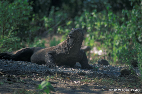 Komodo Dragon