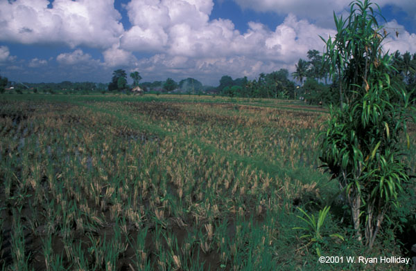 Rice Paddy near Ubud