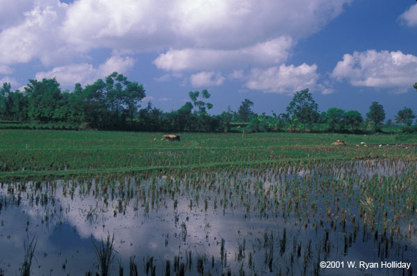 Rice Paddy near Ubud