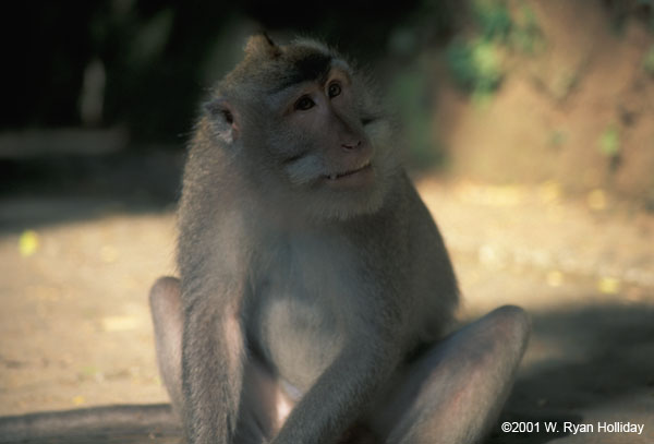 Monkey near Ubud