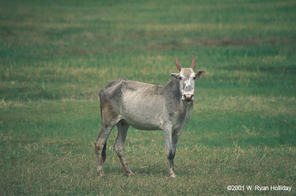 Domestic Oxen