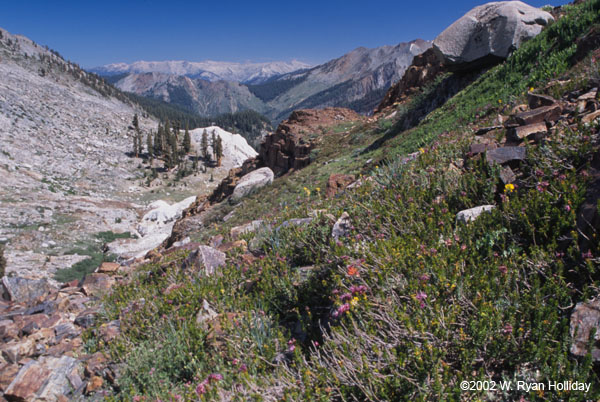 Flowers and Sierra Nevada Range