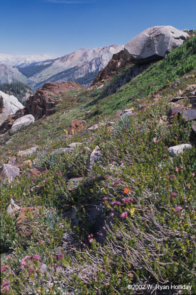 Flowers and Sierra Nevada Range