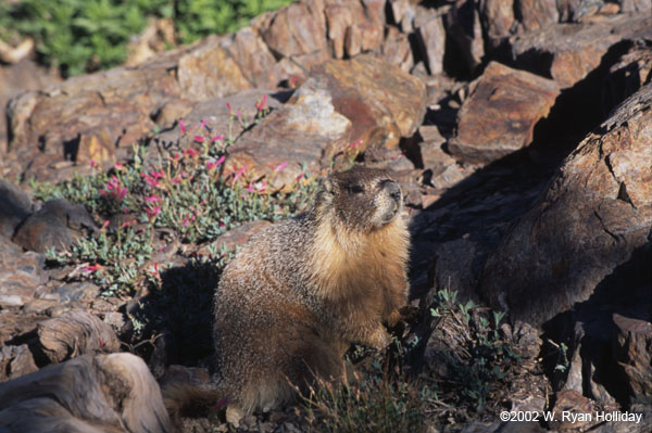 Marmot