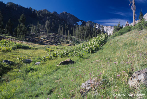 Meadow and Flowers