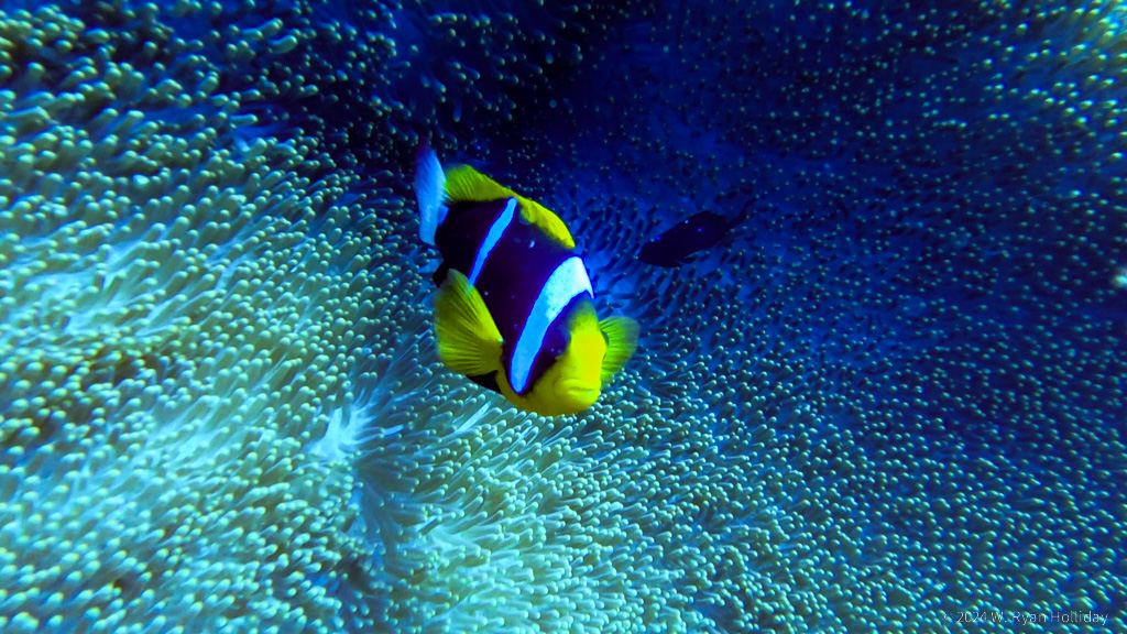 Clownfish, Coral Sea