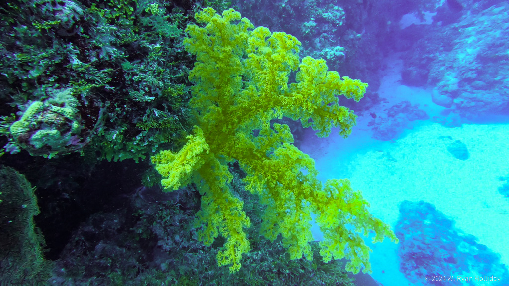 Sea Fan, Holmes Reef, Coral Sea