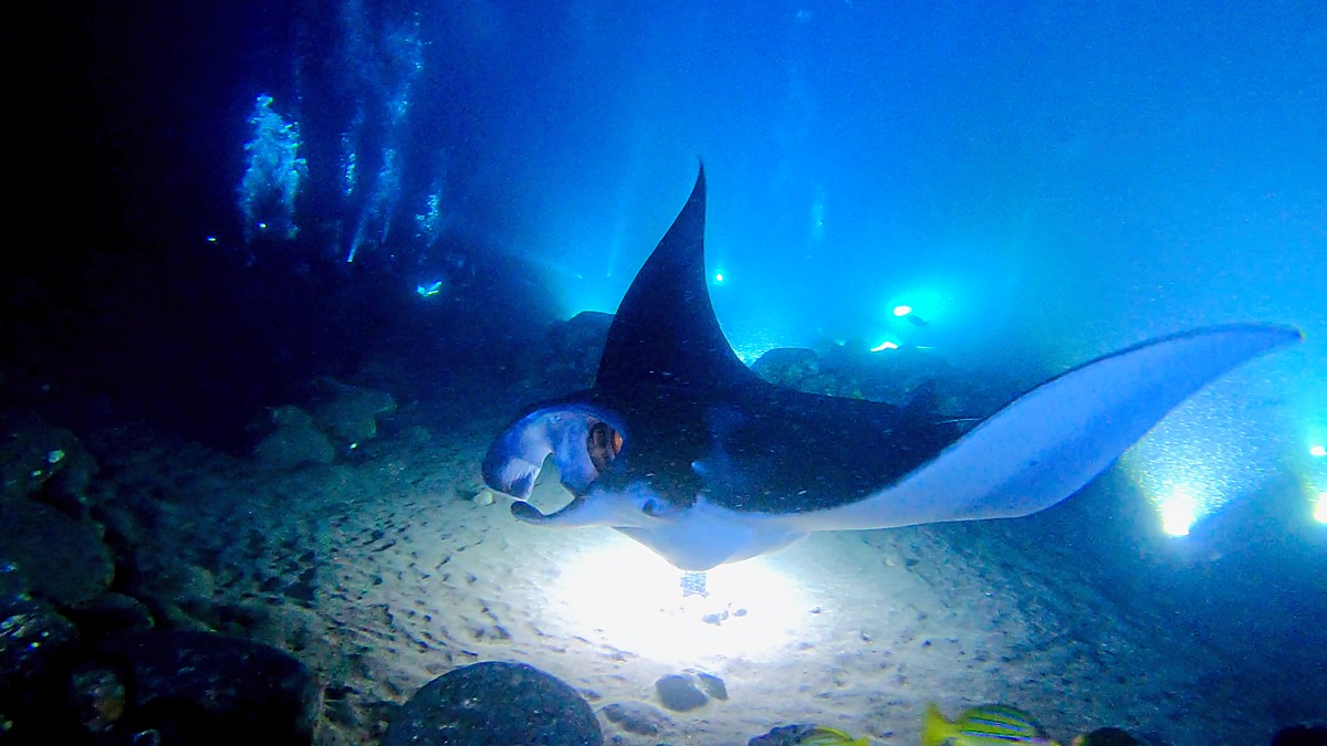 Manta rays during a Kona night dive