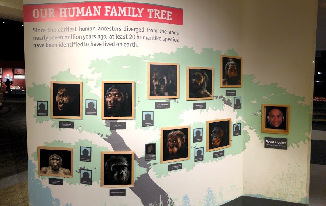 The Human Family Tree, Cleveland Natural History Museum