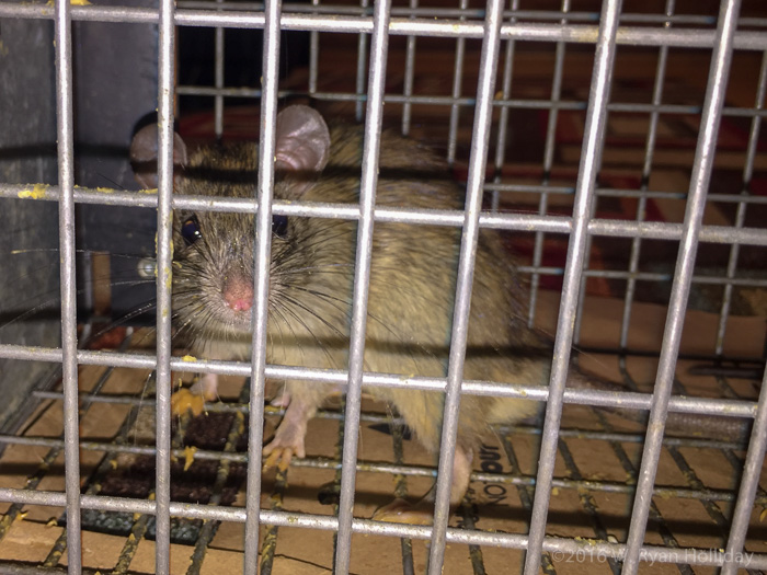 Rat Relocation Project applicant #5