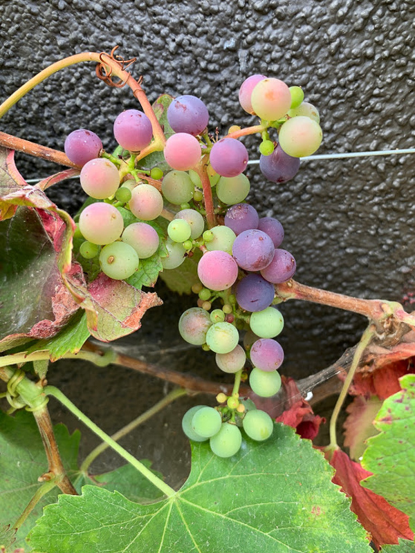 Roger's Red grapes